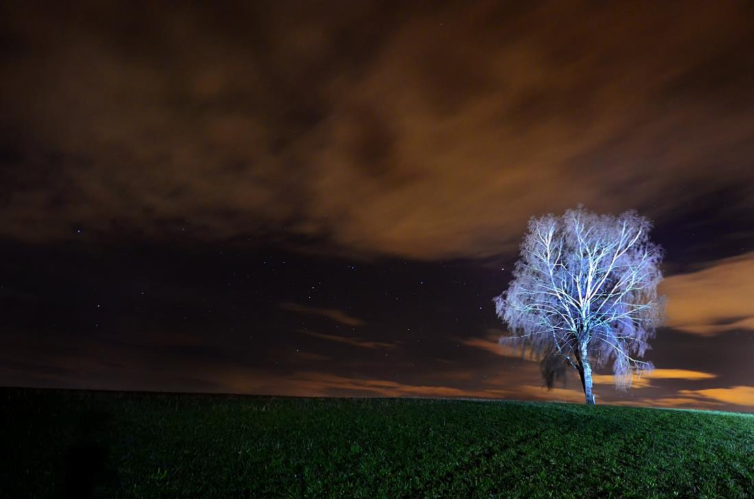 weißer Baum bei Nacht auf dem Weinberg