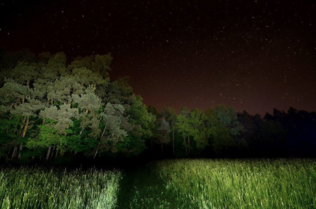 Waldeingang bei Nacht